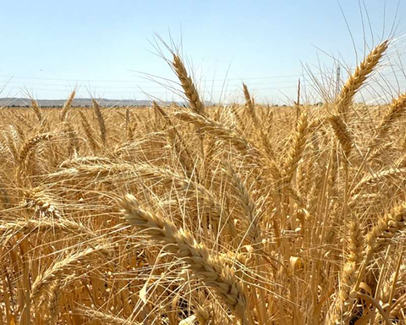 Tarladan Sofraya Değer: ETİ’nin Kanatlı Buğdayı Çiftçiye ve Sektöre Güç Katacak