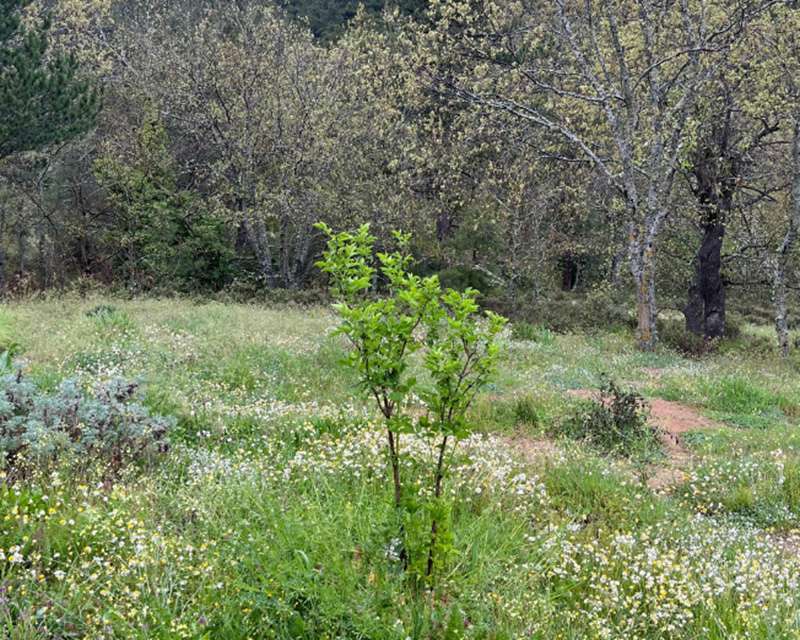 Akdeniz Havzasında Agroekolojik Devrim: MAPPING Projesiyle Tarımsal Ormancılık Haritası Çıkarılıyor