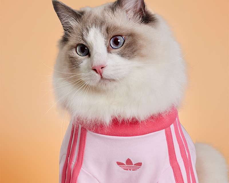 Günlük Konfor ve İkonik Stil Bir Arada: adidas Originals Pet Koleksiyonu